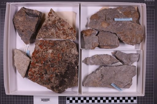 mixed taxa, stratigraphic collection