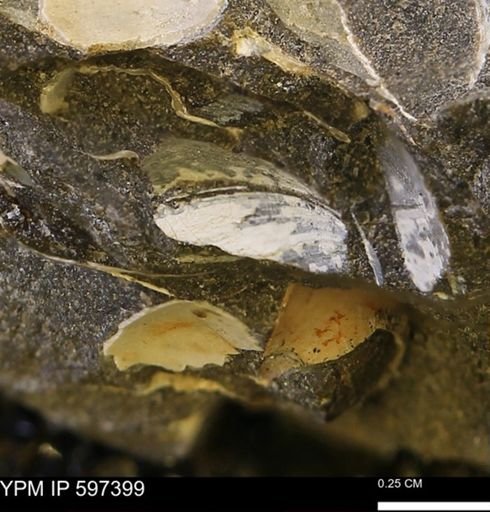 Limopsis striatopunctatus