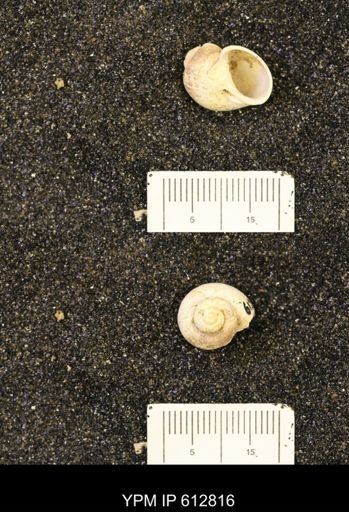 Vanikoropsis sp.