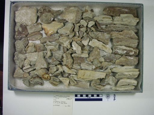 undet. Ichthyodectidae