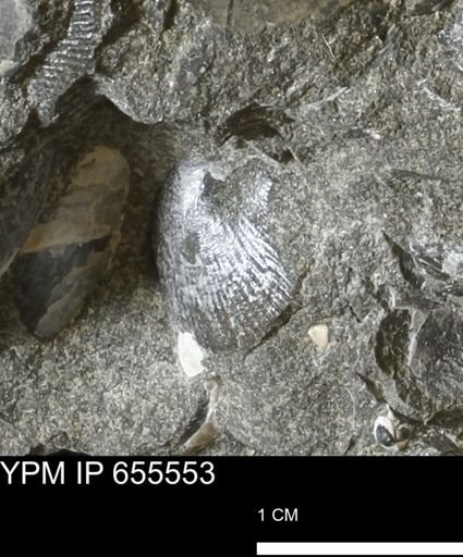 Oxytoma (Hypoxytoma) nebrascana