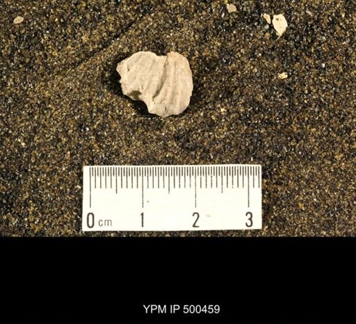Enteletes plummeri