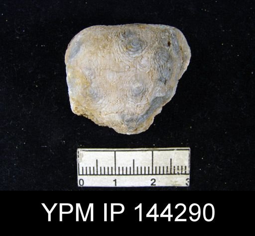 Productus (Linoproductus) lineatus