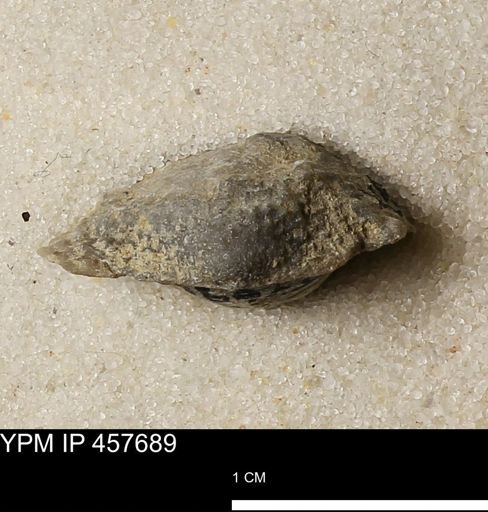 Helaspis sp.