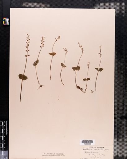 Listera cordata