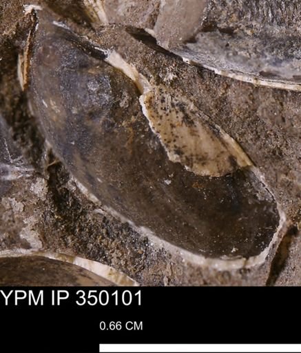 undet. Bivalvia