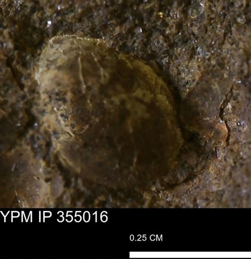 Mollusca