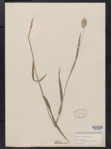 Phalaris canariensis
