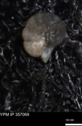 undet. Foraminiferida