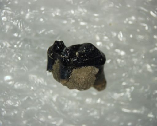 Pelycodus sp.