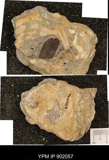 undet. Ammonoidea
