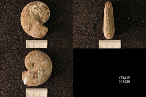 Hoploscaphites nicolletii