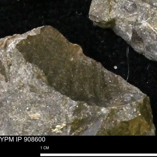 undet. Scaphitidae