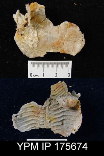 Leptodus sp.