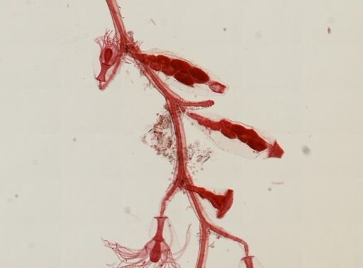 Obelia