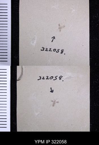 undet. Coleoptera