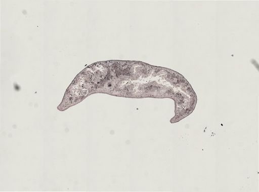 Foviella