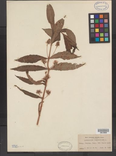 Plantae