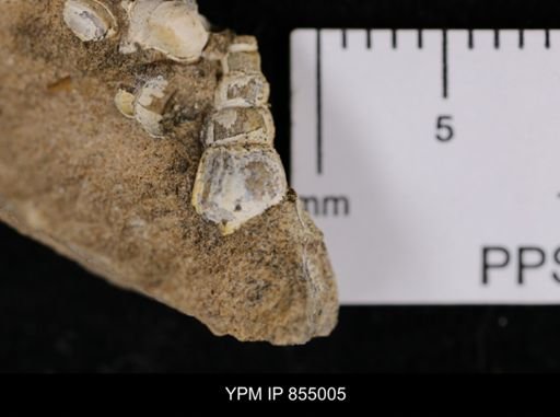 undet. Gastropoda