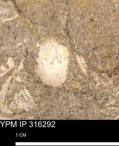 undet. Mollusca