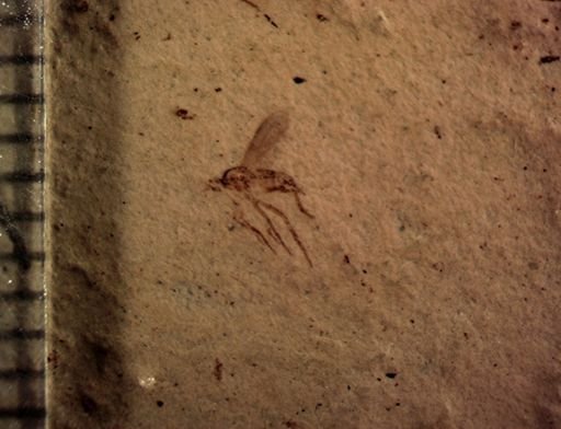 undet. Diptera