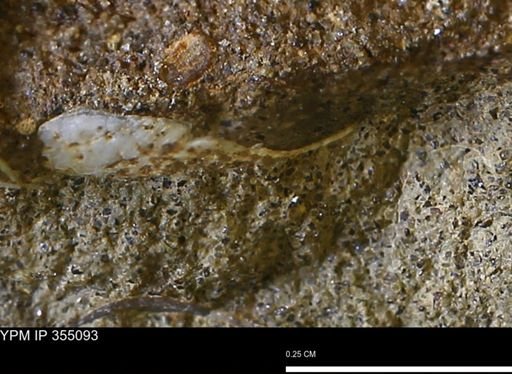 undet. Bivalvia