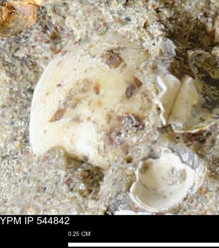 Corbulamella gregaria