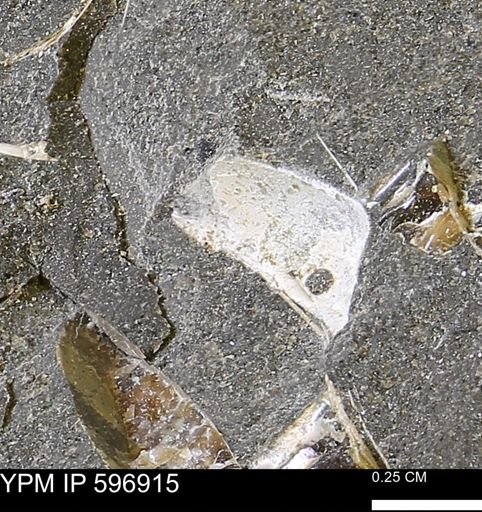 undet. Bivalvia