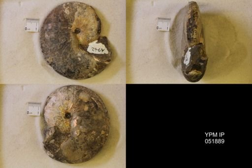 Hoploscaphites nicolletii