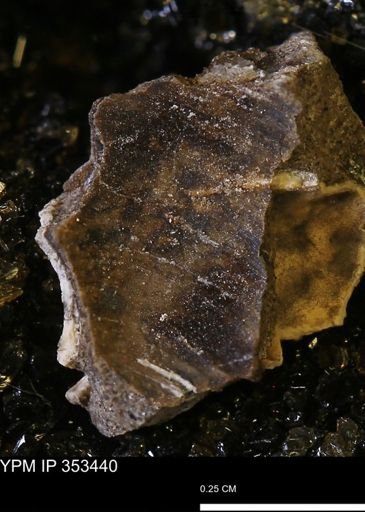 Limopsis striatopunctatus