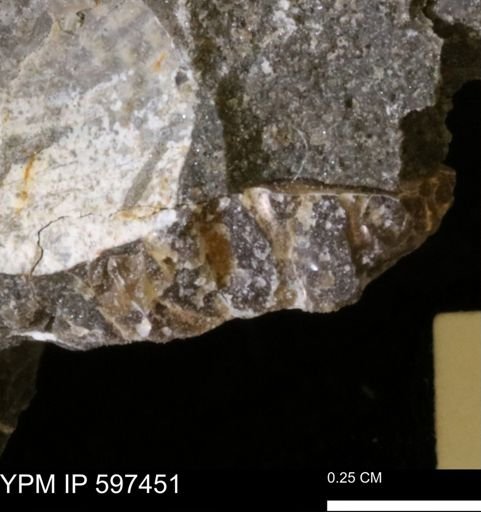 undet. Ammonoidea