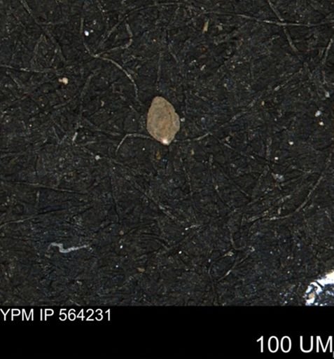 Miliammina manitobensis