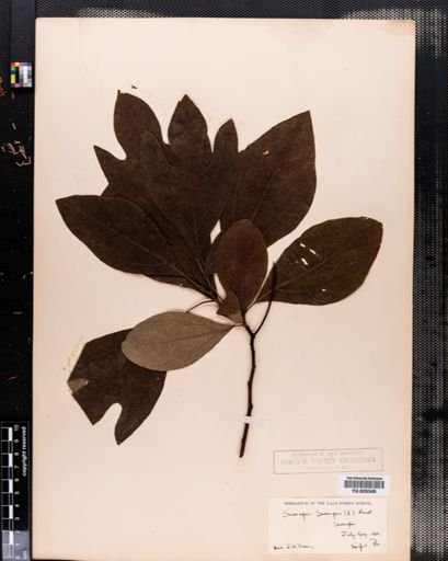 Sassafras albidum