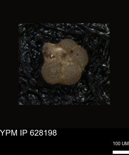 undet. Foraminiferida