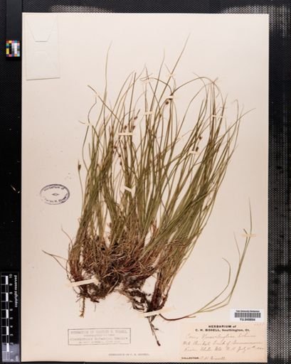 Plantae