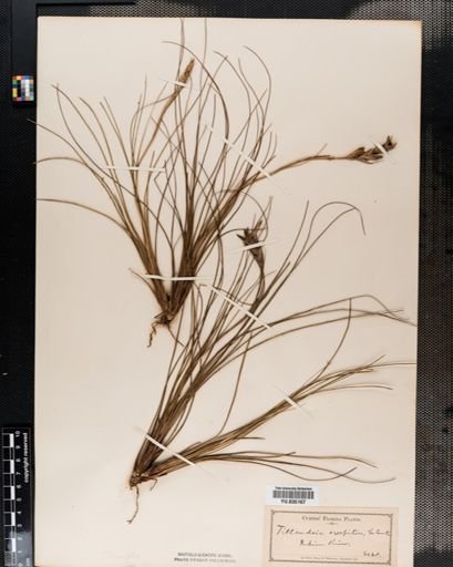 Tillandsia