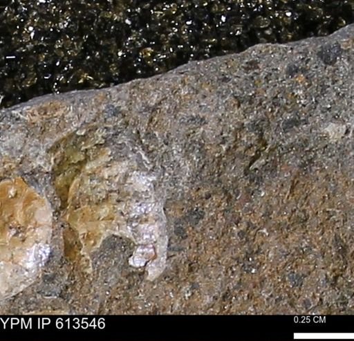 Scaphites sp.
