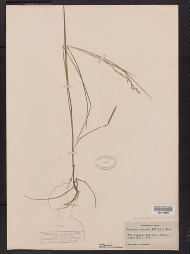 Glyceria striata