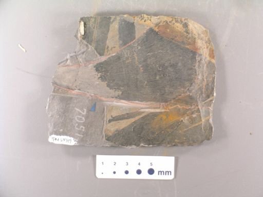 Psygmophyllum laciniatum