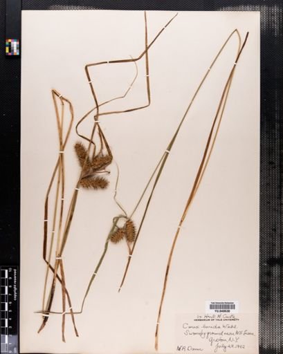 Carex lurida