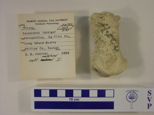 Teleoceras fossiger