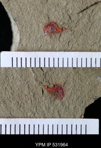undet. Xiphosurida