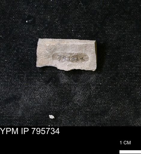 Baculites sp.