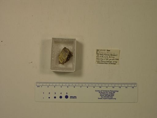 Plagiarthrus sp.