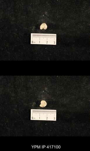 Euphemites carbonarius