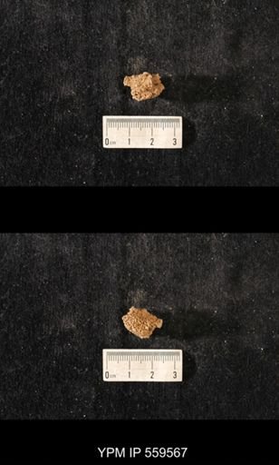 Brachiospongia digitata