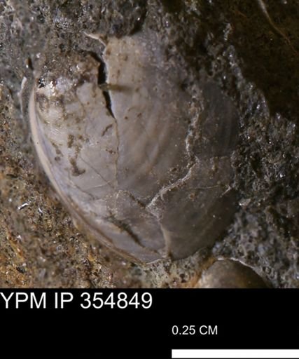 Protocardia sp.