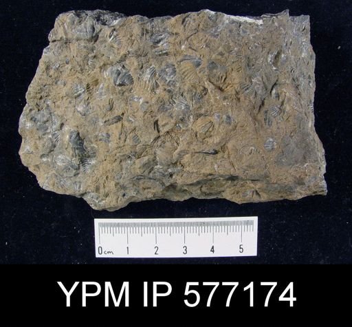 Mucrospirifer sp.