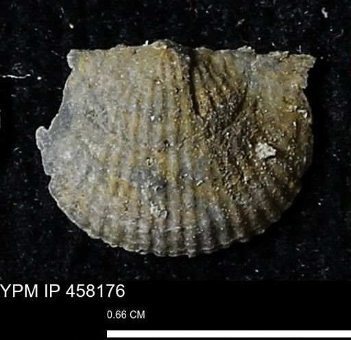Chonetes mucronatus