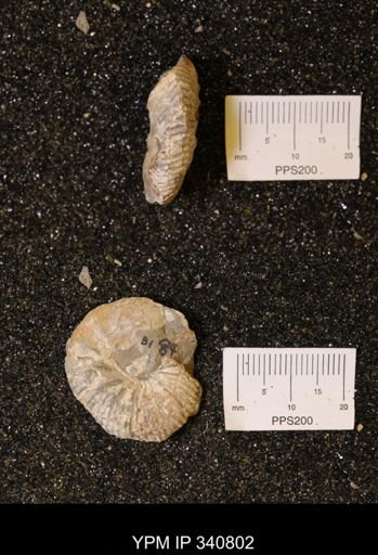 Scaphites sp.